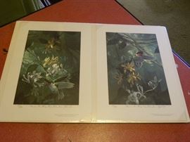 Signed Limited Edition Wildlife Prints