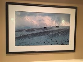 Below Zero-Bison (30 x 50) by Thomas Mangelsen.