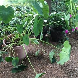 Pots and plants.