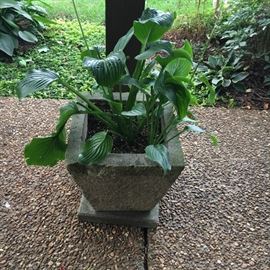 Concrete planters.