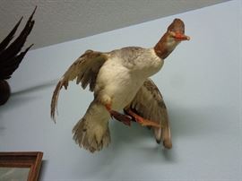 several of these mounted birds & fish