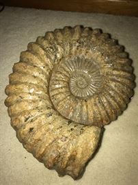 Ammonite Fossil 