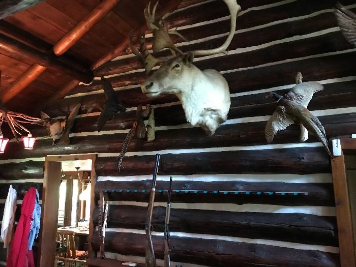 Bird, deer, elk, moose mounts