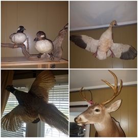 Taxidermy/Mounts including ducks, snow goose, pheasant, full deer head mount.