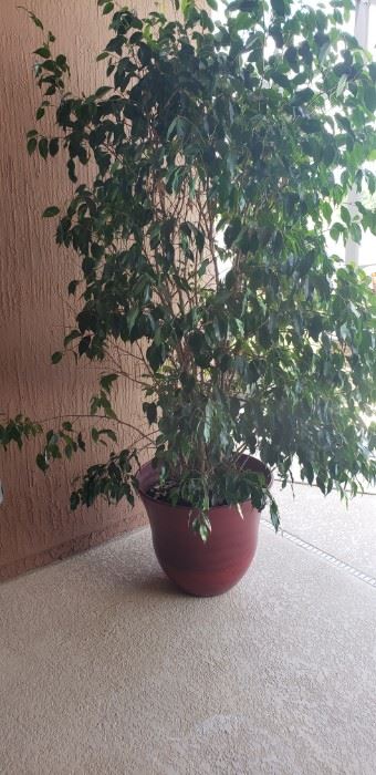 large planter w/ tree