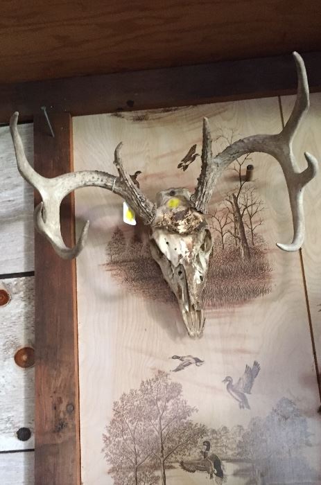 Mounted Skull Deer