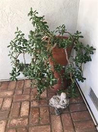 Gnarly old jade Plant. 