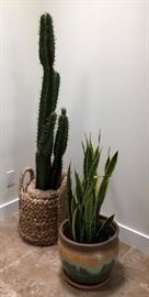 Faux Cactus, Real Mother-in-Laws Tongue