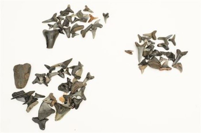 Group Lot of Fossilized Sharks Teeth