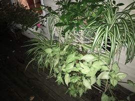 Lots of Very Healthy Plants!