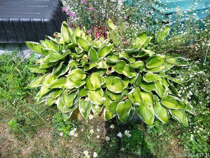 Hostas ready to go in containers