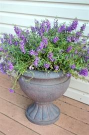 Garden Pot & Purple Plant
