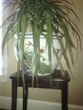Jardiniere