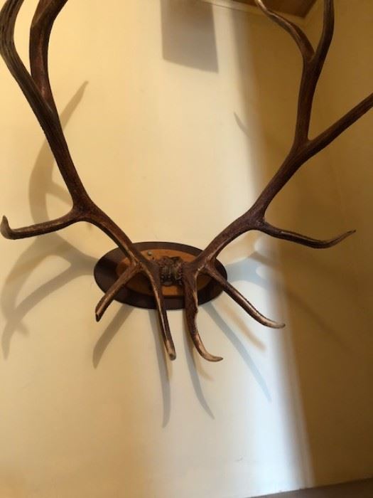 wonderful 5 point mounted antlers