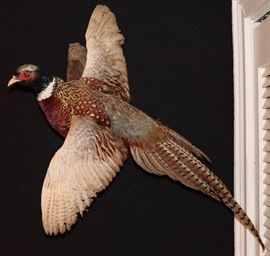 Taxidermy Pheasant