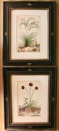 Pair of Antique Botanical Prints in Antique Painted Frames