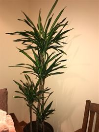 Dracaena Plant 