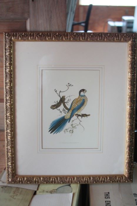 Set of 4 Vintage Bird Prints