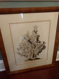 $70.00 Paragon Coral Picture Framed, 30x26" 