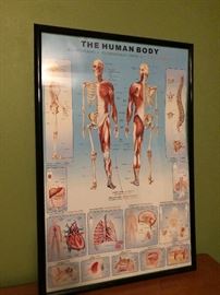Human body framed poster 