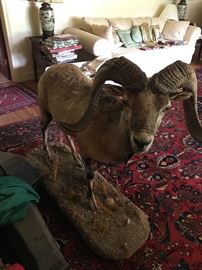 Full Size Ram-  Watchout LL Bean