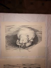 Audubon prints plant and flowers
