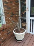 Japanese Maple - yes it looks dead but its only dormant - it is coming back to life.
