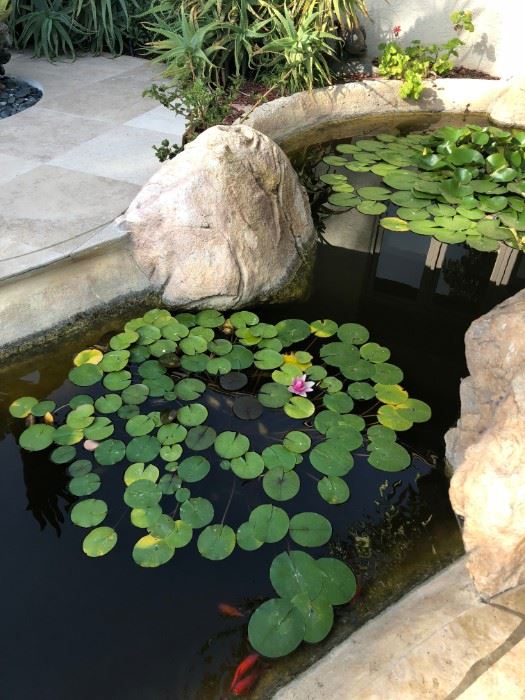 Large goldfish or Koi (I'm not sure) and lily pads - water plants in buckets