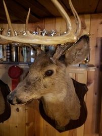 Whitetail Deer Head Mount