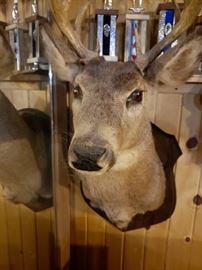 Whitetail Deer Head Mount