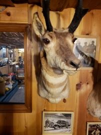 Antelope Head Mount