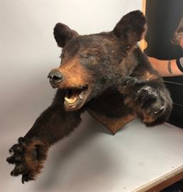 Lot 133 Brown Bear Half Body Taxidermy Mount. Mounted on 