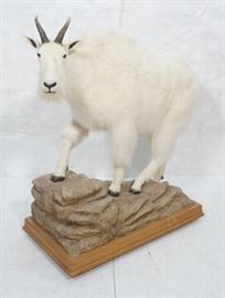 Lot 372 Full Body Mount Canadian MOUNTAIN GOAT Taxidermy.