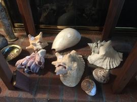 Loads of Great Seashells 