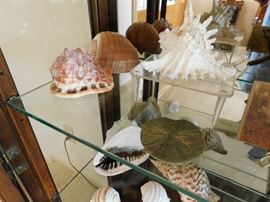 Some of the best specimens we have seen in awhile. Great Queen helmets, Tritons, Conch and a massive Murex.