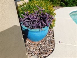 All the potted plants around the property will be for sale. We cannot load them for you. You must bring your own movers for these items. 