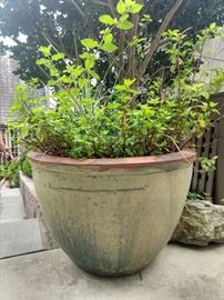 One of several glazed pots.                                                           Get over it, summer is almost over, so don't laugh at this pitiful plant, it's mint, so you can't kill it.