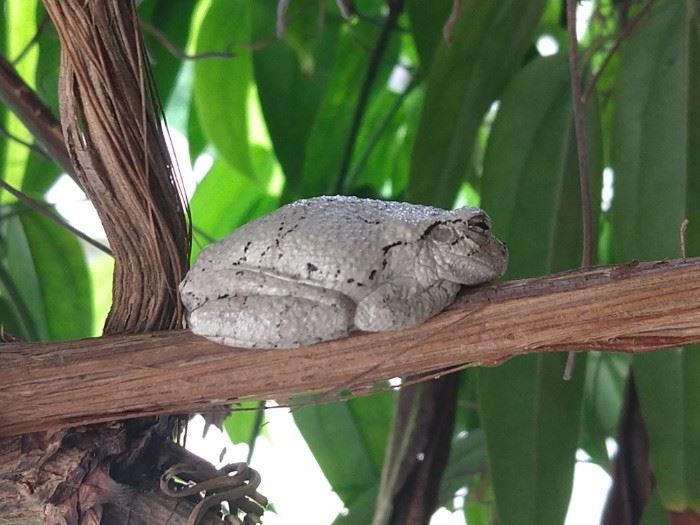 Aww, look at this cutie! I found him on a viral vine in the back yard.                                                                                                        I let him sleep today, but tomorrow I'm going to fry him up for lunch!