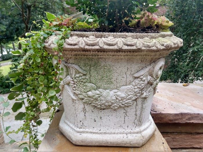 Another happily planted concrete planter. You too can have this lovely number follow you home.                           The price is right!