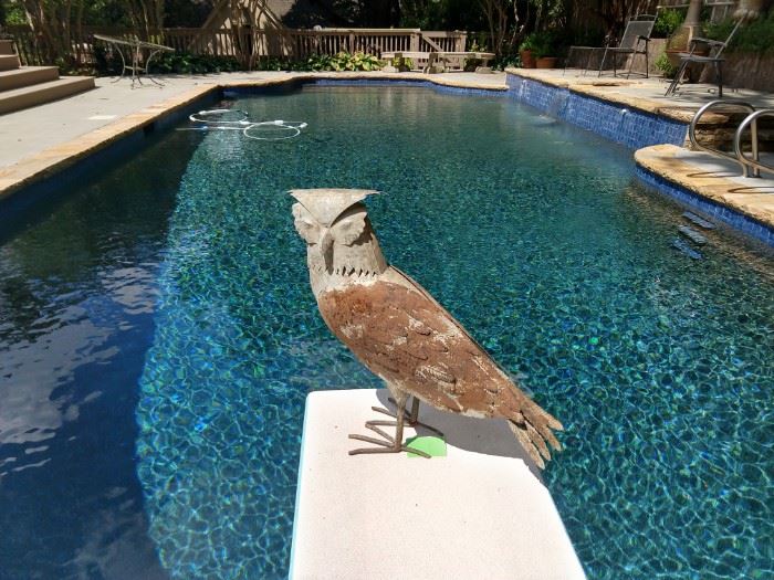 Crazy diving board owl is crazy!