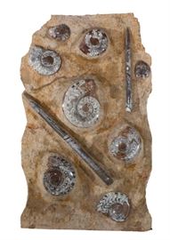 Lot 96 An Ammonite Plate with Orthoceras 
Devonian 
Sahara Desert, near Tamud, Morocco 
Exhibiting eight exceptionally large ammonites along with two orthoceras specimens, all surface polished.  
height 48in (122cm); width 30in (76cm), approximately