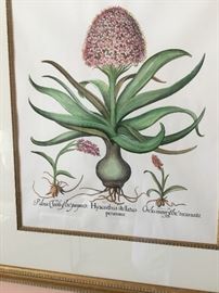 Framed botanical.