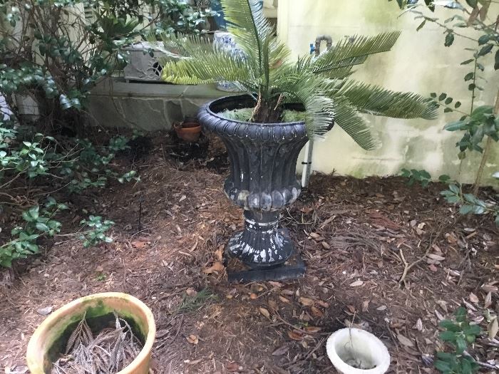Great urn and fern.