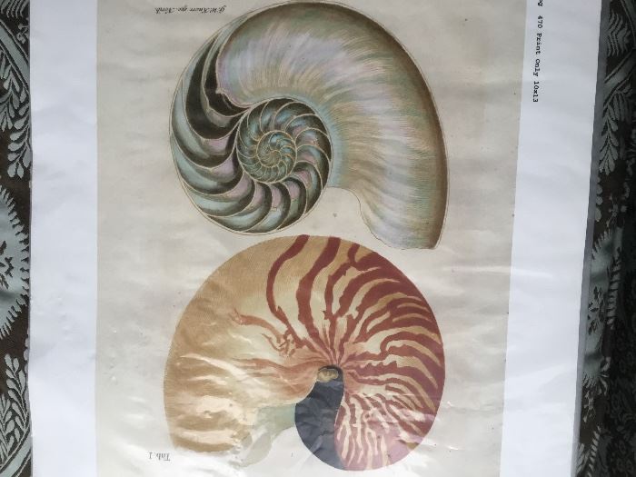 Vintage shell prints.