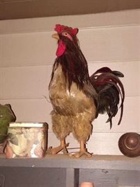 Chicken - got feathers!