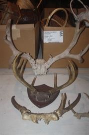 ANTLERS