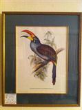 J Gould Print