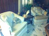 Beautiful Drexel Heritage Custom Upholstered Chairs