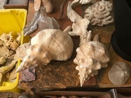 These shells are over 12" long