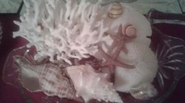 Lovely collection of seashells and coral